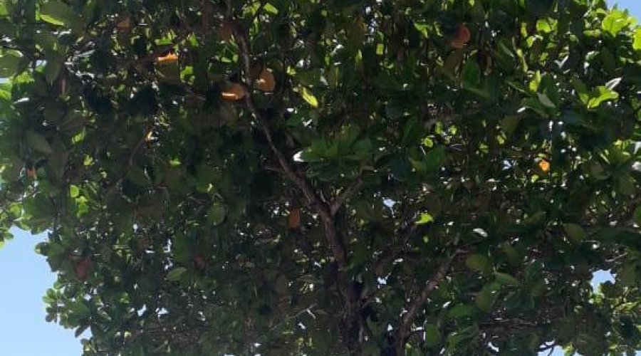[Moradores de Stella Maris denunciam falta de poda em árvore: “Os toldos e telhados estão sendo danificados por conta de amêndoas e galhos que caem”]