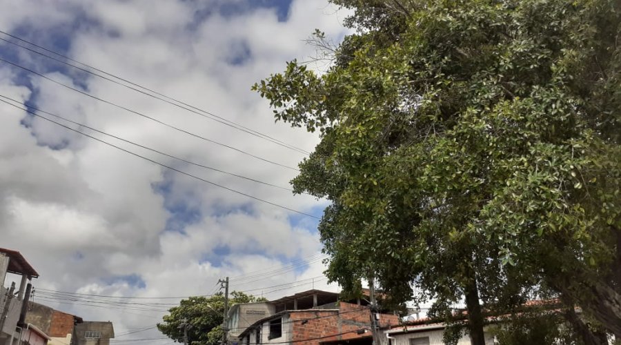 [Fotossíntese do perigo: árvore causa pânico aos residentes de Mussurunga; veja]