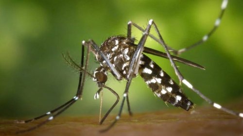 [Em menos de dois meses, Brasil já registra metade dos casos de dengue contabilizados em 2023]