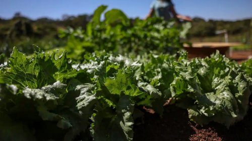 [Parceria destina R$ 299 milhões para agricultura familiar na Bahia]