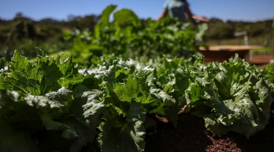 [Parceria destina R$ 299 milhões para agricultura familiar na Bahia]