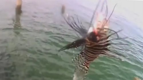 [Peixe-leão é encontrado no sul da Bahia e acende alerta para impactos ambientais]