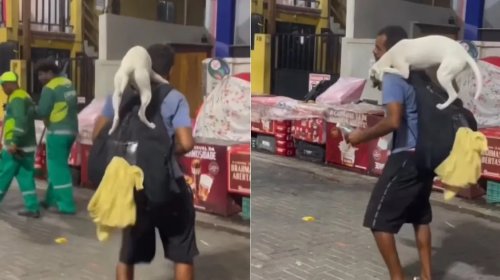 [Salvador discute presença de animais em festas populares e eventos; entenda o debate]