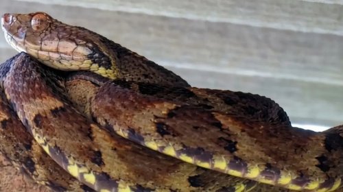[Bahia registra mais de 170 mil acidentes com animais peçonhentos em cinco anos]