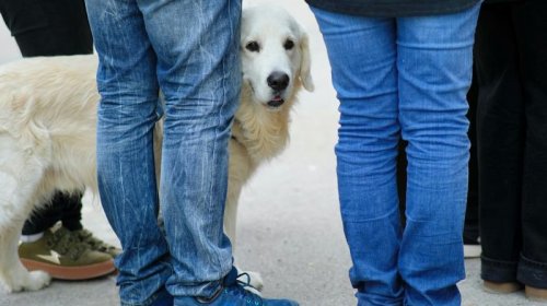[Vai votar com seu pet? Entenda por que o acesso pode ser limitado]