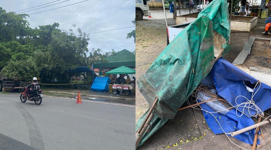 [Veja vídeo: Árvore cai e destrói ponto de ônibus na praça Arthur Lago em Pernambués]