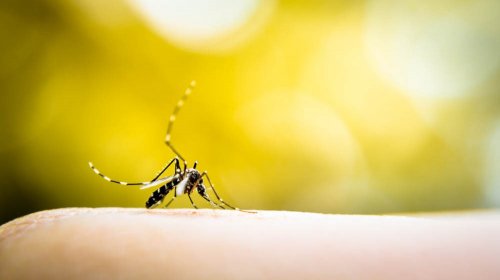 [Morre adolescente de 16 anos com suspeita de dengue hemorrágica]