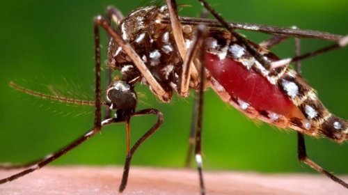 [Casos de dengue crescem 672% na Bahia entre janeiro e outubro]