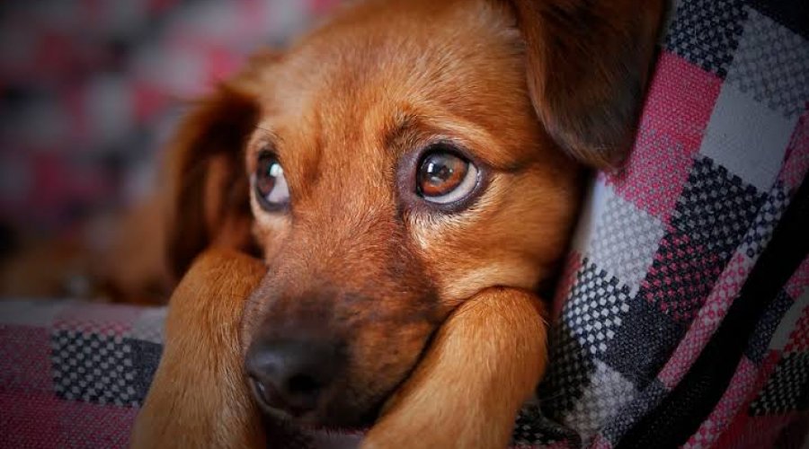 [Pets não transmitem coronavírus, garante Conselho de Medicina Veterinária]