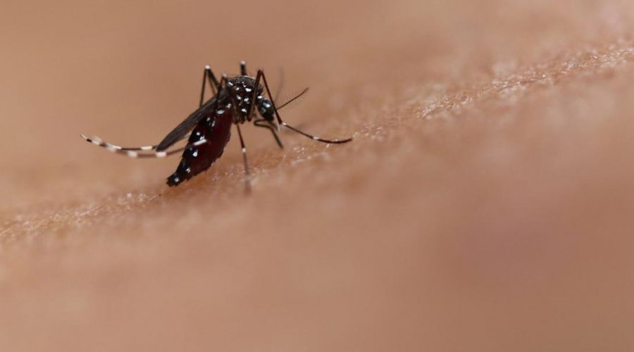 [Brasil contabiliza mais 970 mil casos de dengue este ano, segundo Ministério da Saúde]