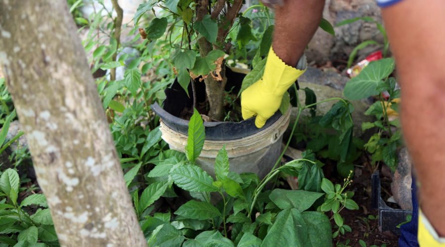 [Salvador inicia campanha de mobilização contra o Aedes nesta quinta (18)]