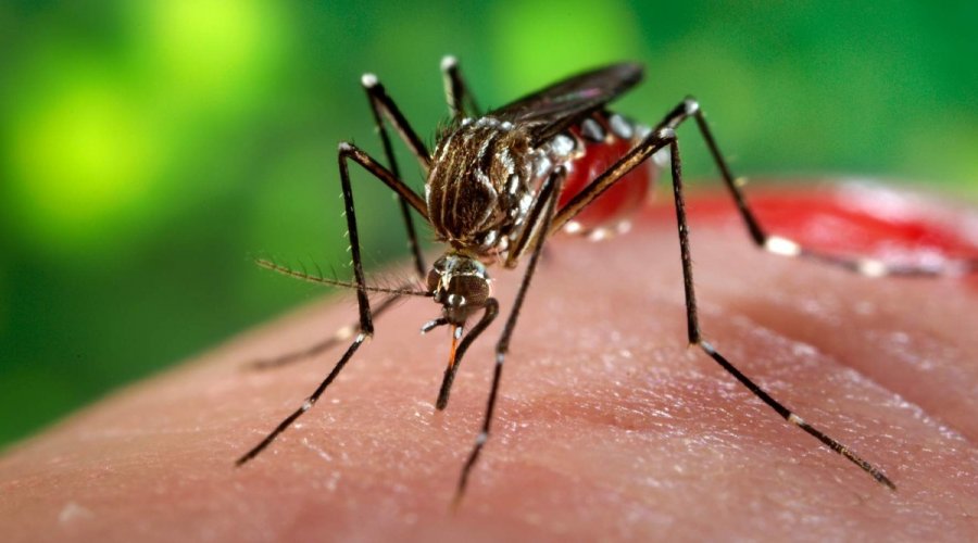 [Cientistas usam técnica de edição de genes para tornar Aedes aegypti ‘cego’]