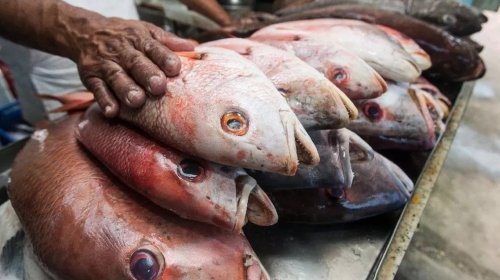 [Doença da urina preta: estados registram casos de síndrome relacionada ao consumo de peixes]