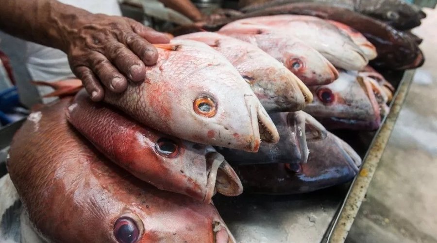 [Doença da urina preta: estados registram casos de síndrome relacionada ao consumo de peixes]