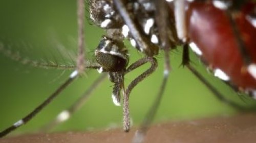 [Casos de dengue caem 71% na BA de janeiro a outubro; Barreiras tem maior incidência]