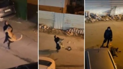 [No Kuwait, mulher carrega leão nos braços enquanto ele luta para escapar]