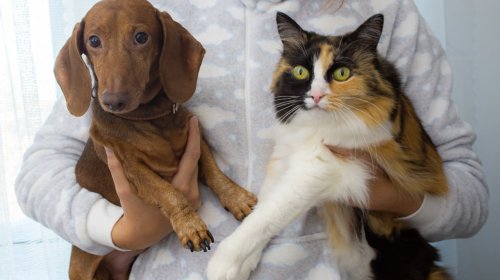 [UNIFACS realiza castração de cães e gatos com preços acessíveis entre 16 de maio e 03 de junho]