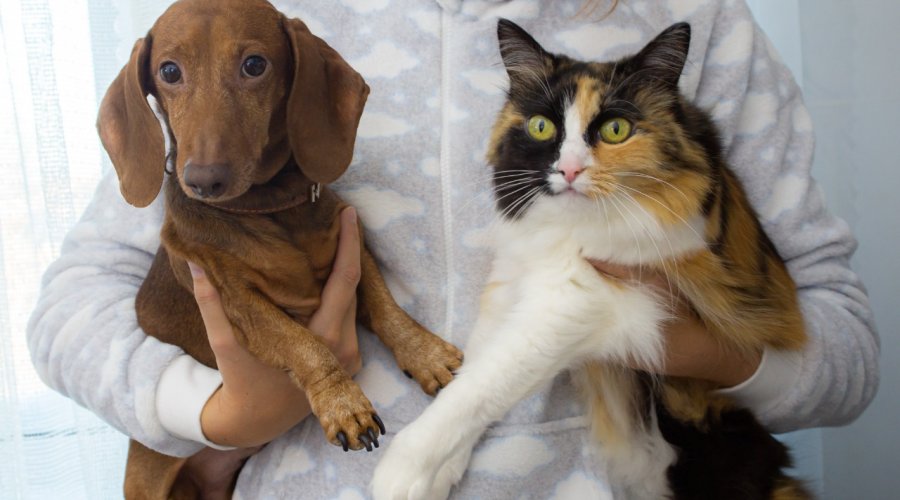 [UNIFACS realiza castração de cães e gatos com preços acessíveis entre 16 de maio e 03 de junho]