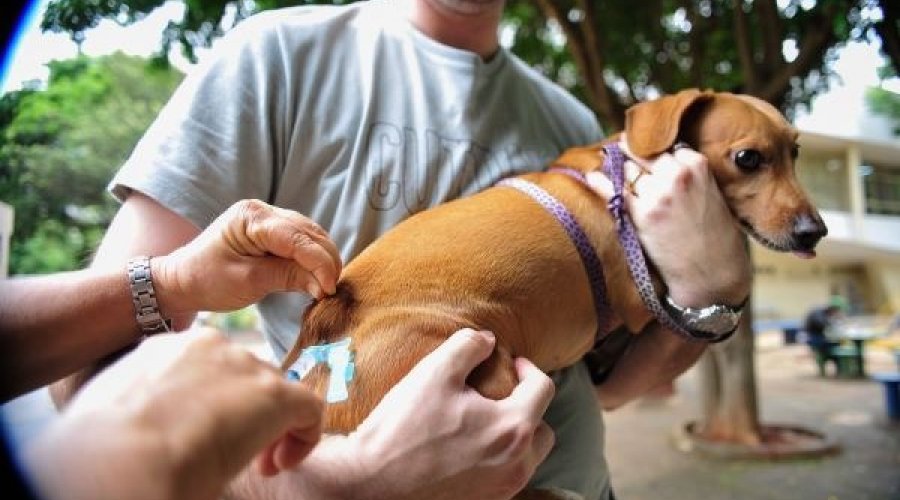 [Mutirão cadastra animais para imunização gratuita contra 10 doenças]