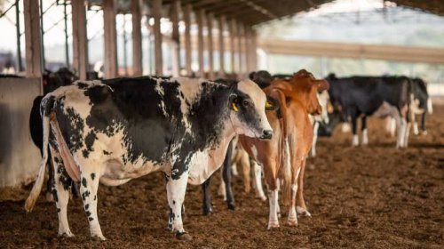 [Ministro da Agricultura diz que caso investigado de doença da vaca louca deve ser atípico e nã...]