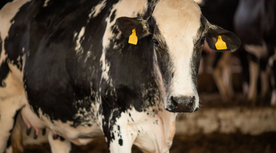 [Caso de doença da 'vaca louca' é confirmado, Ministério diz ser atípico e que doença não é transmissível]