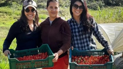 [Cientistas baianas descobrem que abelhas sem ferrão podem melhorar produção de morango]