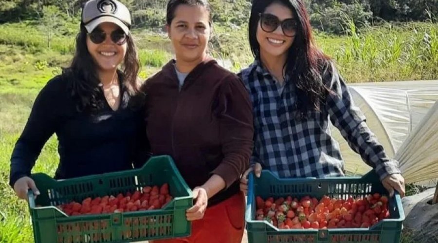 [Cientistas baianas descobrem que abelhas sem ferrão podem melhorar produção de morango]