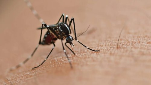 [Bahia registra aumento de dengue em 35,7%]