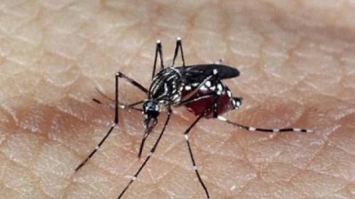 [Ministério da Saúde incorpora vacina contra dengue ao SUS]