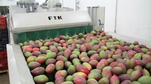 [Exportação de frutas baianas cresce 37% e supera a marca de R$ 1 bi]