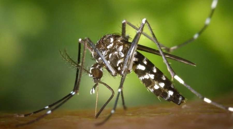 [Casos graves de dengue podem causar hepatite e insuficiência renal; conheça os sintomas]