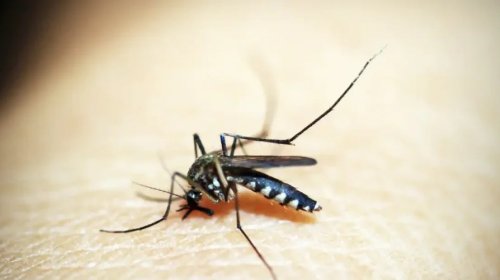[Bahia tem 122 municípios em epidemia de dengue]
