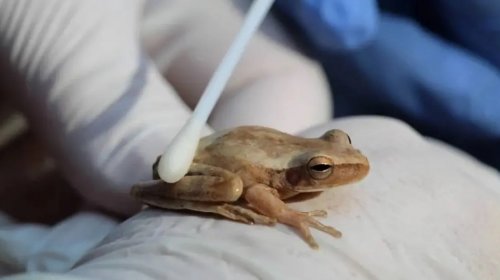 [Cientistas alertam sobre fungo que ameaça anfíbios no Ceará]