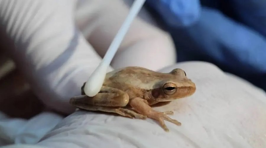 [Cientistas alertam sobre fungo que ameaça anfíbios no Ceará]