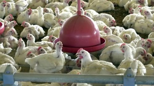 [Novo foco de gripe aviária é detectado em granja no RS; emergência é decretada por 60 dias]
