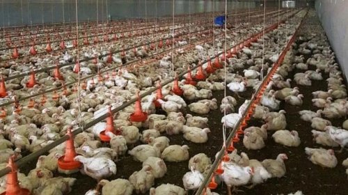 [Bahia intensifica medidas preventivas contra gripe aviária após surto no Rio Grande do Sul]