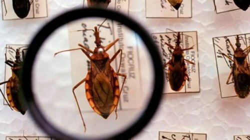 [Estudo da Fiocruz aponta presença silenciosa do parasita da doença de Chagas em Salvador]